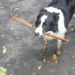 Give A Dog A Stick